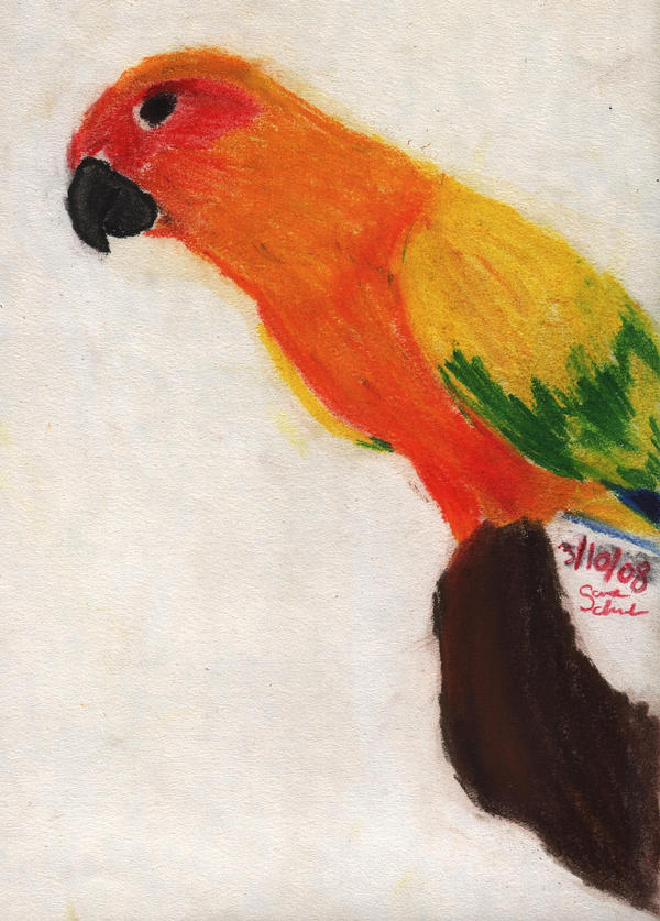 Pastel Sun Conure