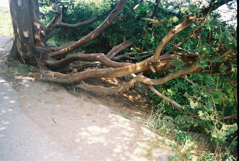 Marginal tree