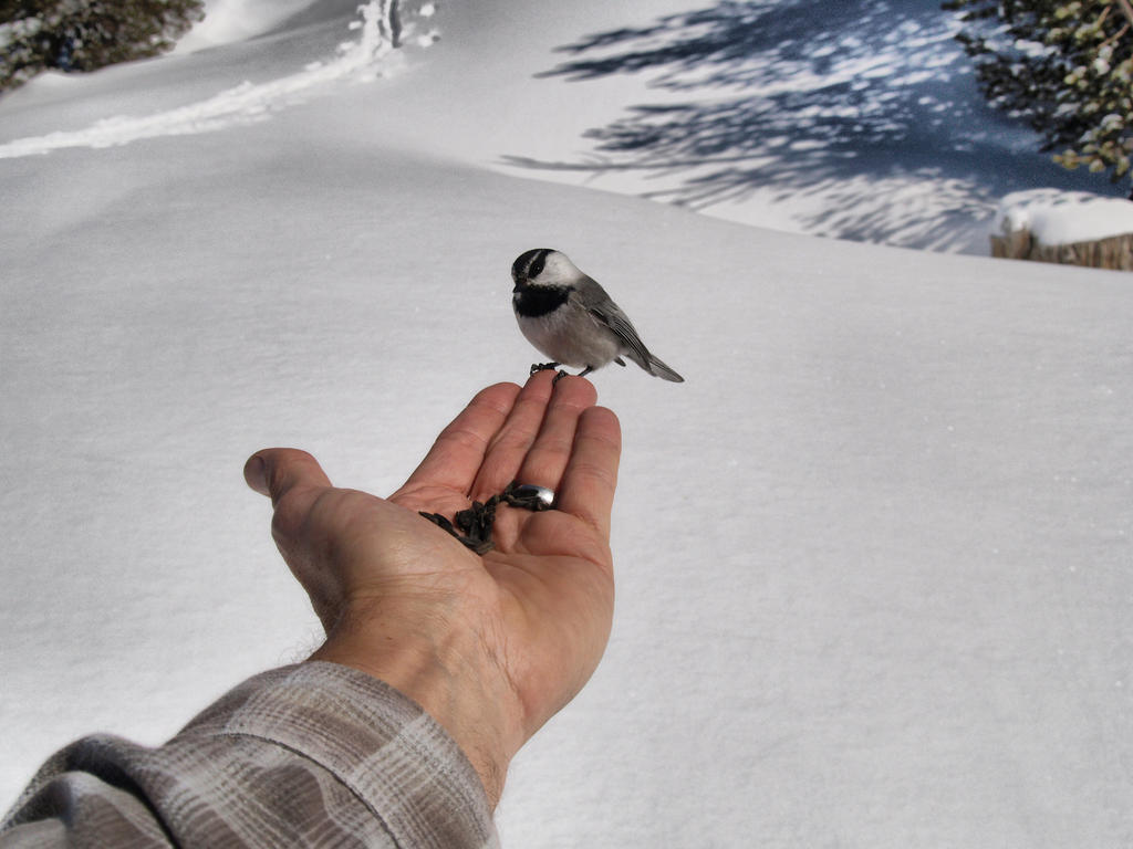 Chickadee ridge by MartinGollery on DeviantArt