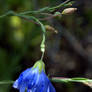 Blue wildflower