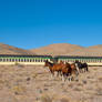 Wild  Horses and Steam Train 5