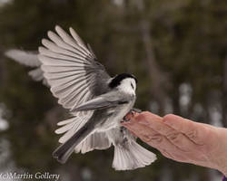 Chickadee tussle