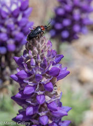 Bug on Lupine