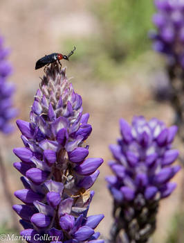 Buggy Lupine