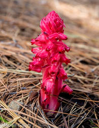 Lake Tahoe Snowplant14052233