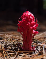 Lake Tahoe Snowplant14052242