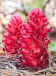 Lake Tahoe Snowplant14052254