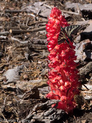 Burton Creek butterfly and snowplant140607-20