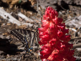 Burton Creek butterfly and snowplant140607-23