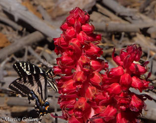 Burton Creek butterfly and snowplant140607-37