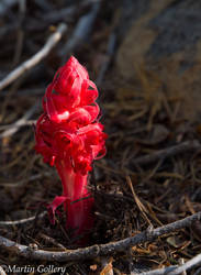 Burton Creek snowplant140607-57