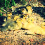 baby ducks