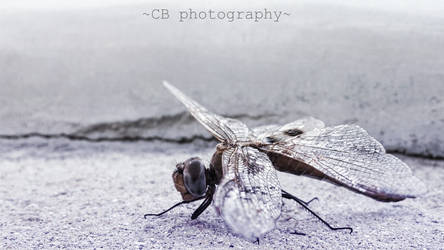 Dragonfly1