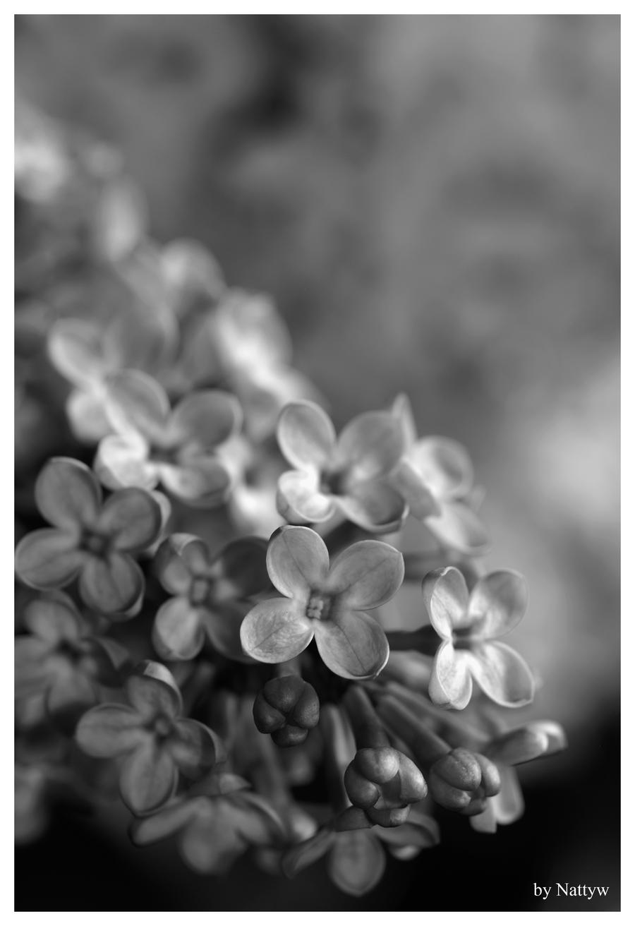 Fleur de Lilac