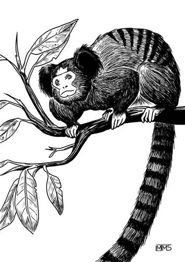 Macaco Aranha by atentoaodetalhe on DeviantArt