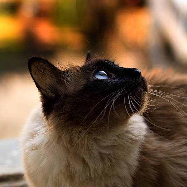 cat by the window