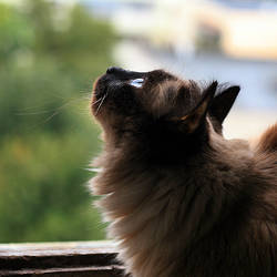 Cat by the window II