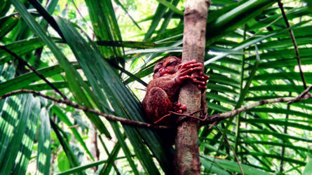 Tarsier (smallest monkey in the world)