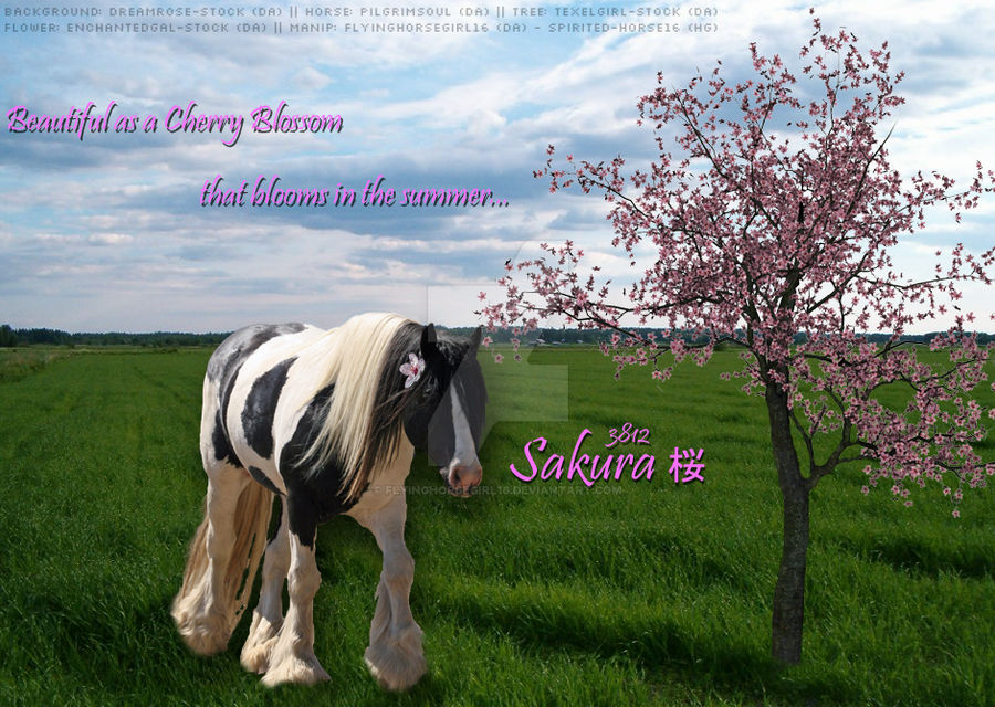 Spirited-Horse16 Sakura Gypsy Vanner