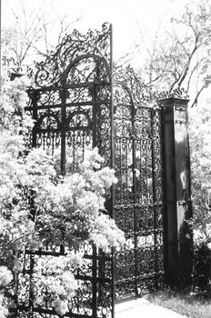 garden gate w lilacs