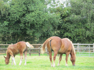 Suffolk Punch 01