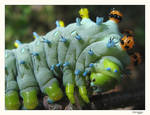 Cecropia Moth Caterpillar by AdrianaHuffle