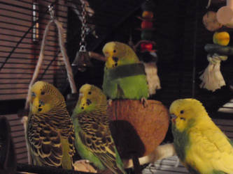 Budgie together 01