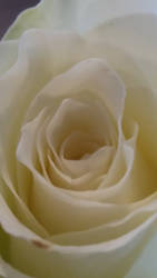 white Rose