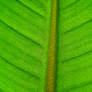Green Leaf - Stock