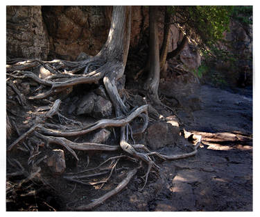 Gooseberry Roots