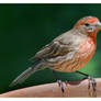 House Finch at The Drinking Place