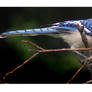 Bluejay in the Sticks