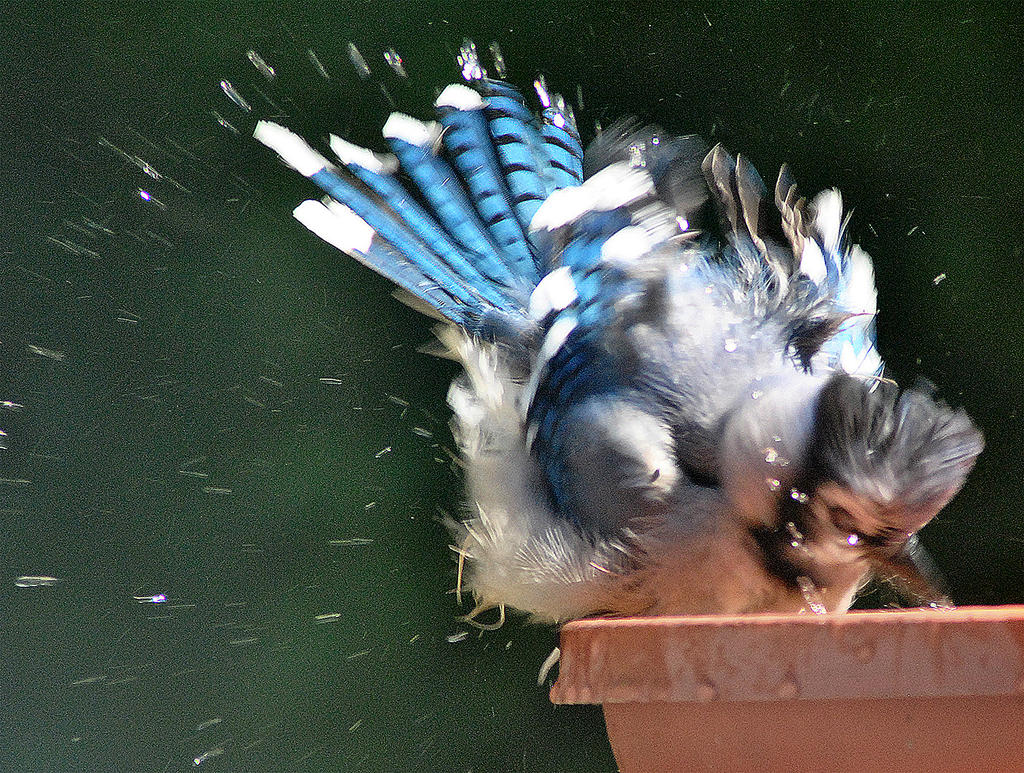 Downward Facing Jay