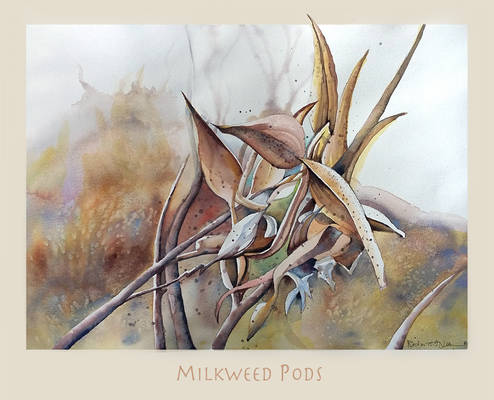 Milk Weeds Pods