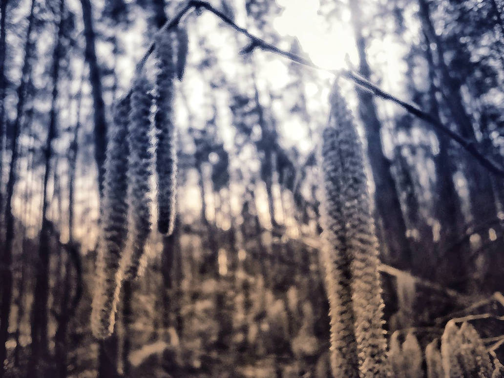 Spring everywhere by sieradzkaoli on DeviantArt