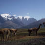 Torres del Paine + Guanacos