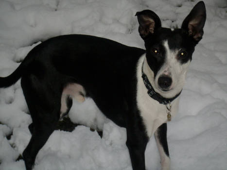 My beautiful dog in the snow.