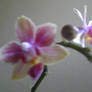 Orchid 3