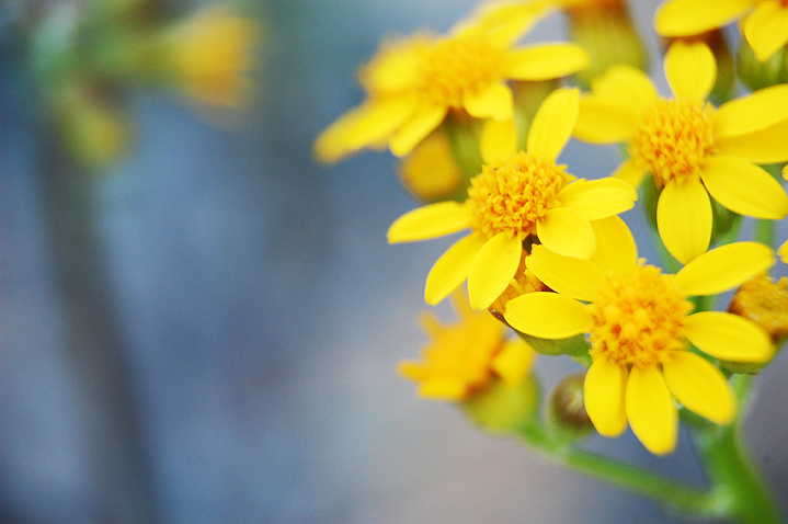 Wildflowers