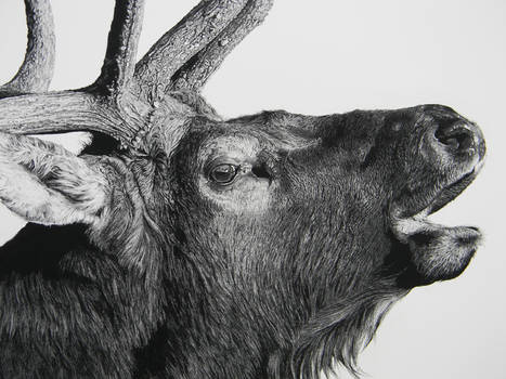 Elk Detail