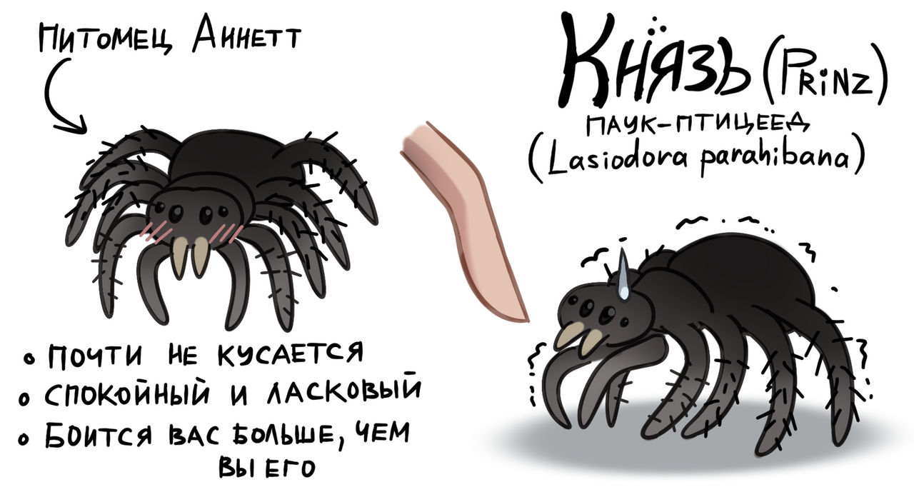 Spider Reference Spider Reference by ReThornal on DeviantArt