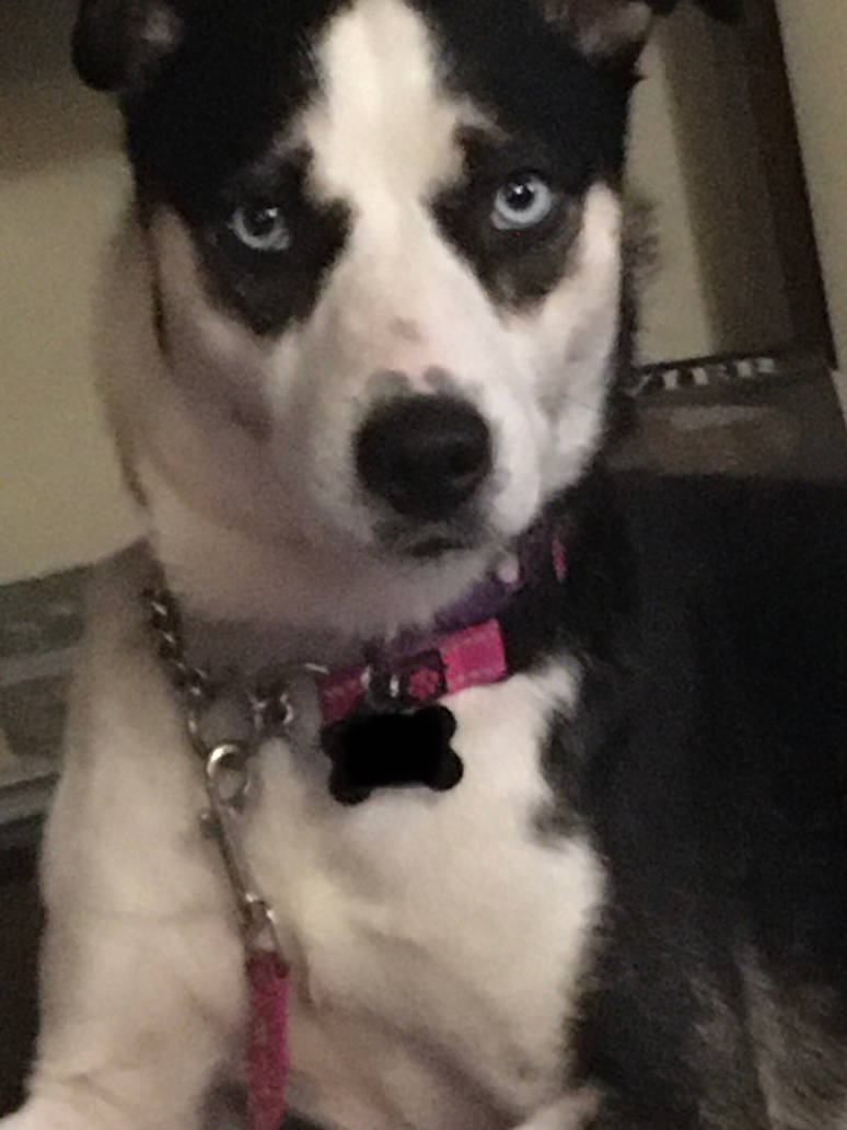 dont photo me by blackraspberrychip on DeviantArt