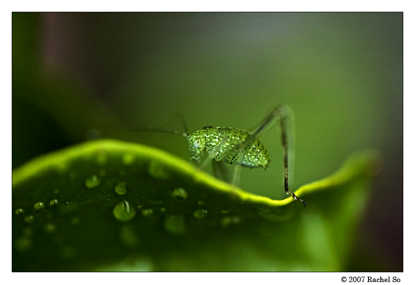 Wet in the Green