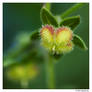 For Remembering Forget-Me-Nots