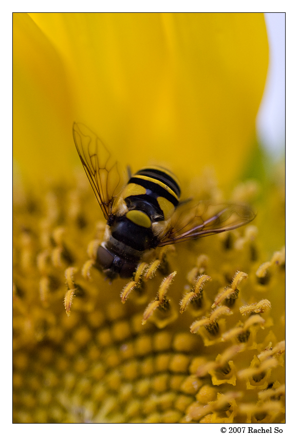 Black and Yellow