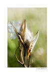 Milkweed I by butterfly36rs