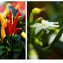 Peppers Framed Triptych