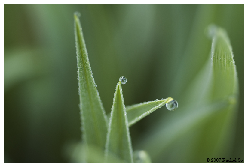 Trident Dew Drops