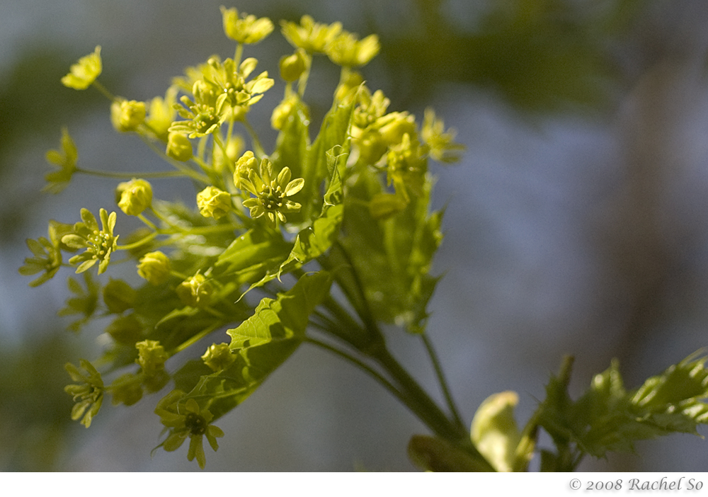 Sun Dappled Maple Flowers