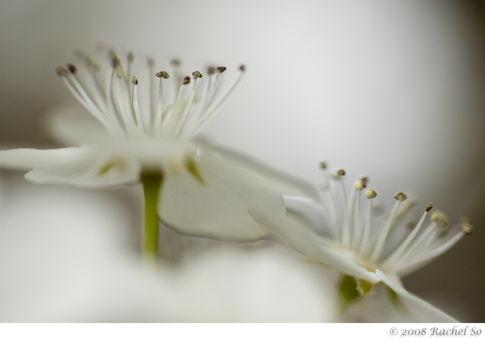 Cloudy Effervescence